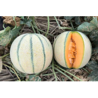 Indian Madhu Melon ( 700g - 800g )