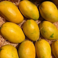 Mango Hamam indian ( 1kg )