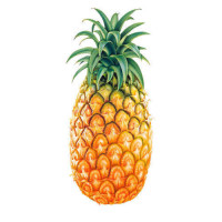 Indian Pineapple